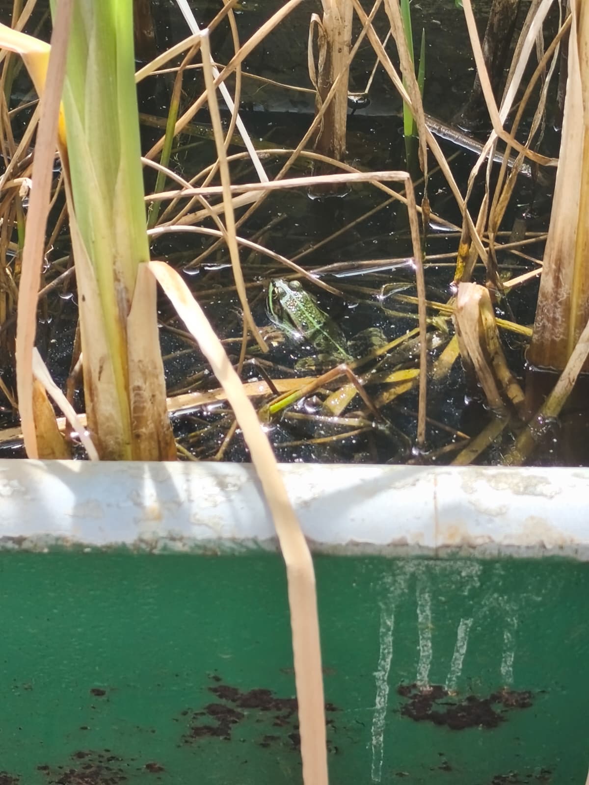 senta-naturschutzzentrum-bruchhausen-frosch